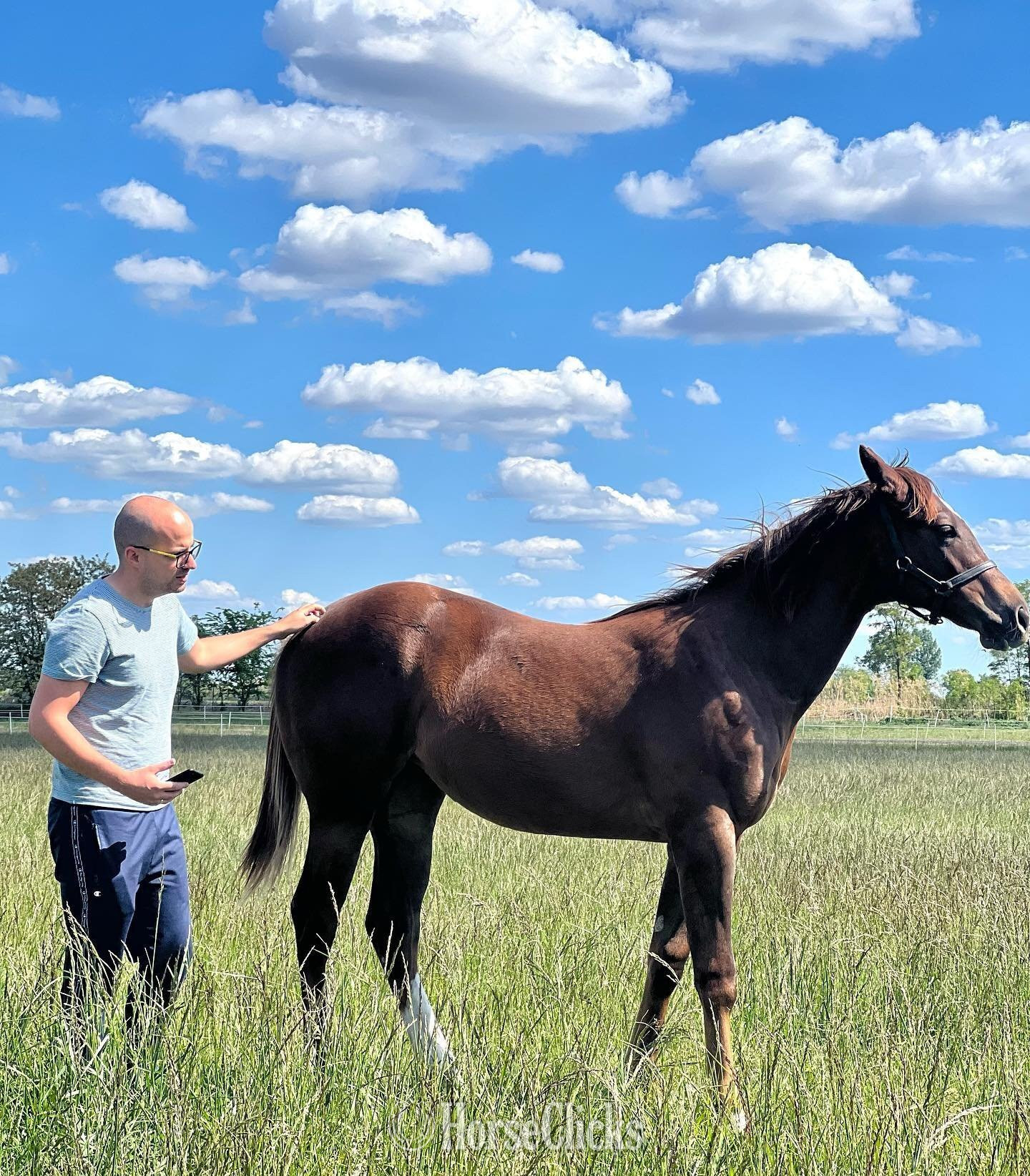 "Barry " Brown Stallion Thoroughbred