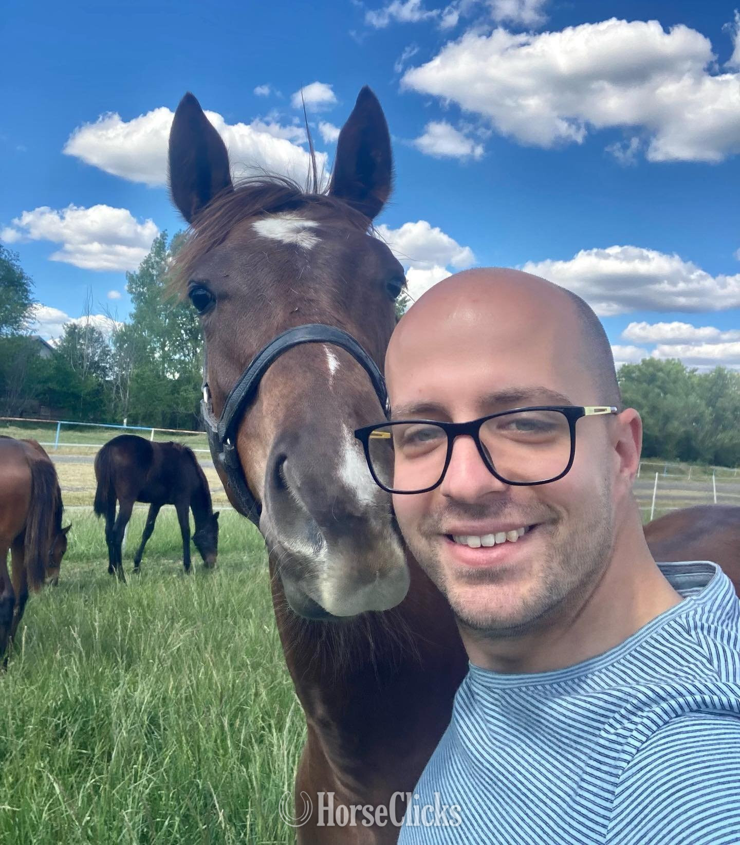"Barry " Brown Stallion Thoroughbred - Thoroughbred in Texas
