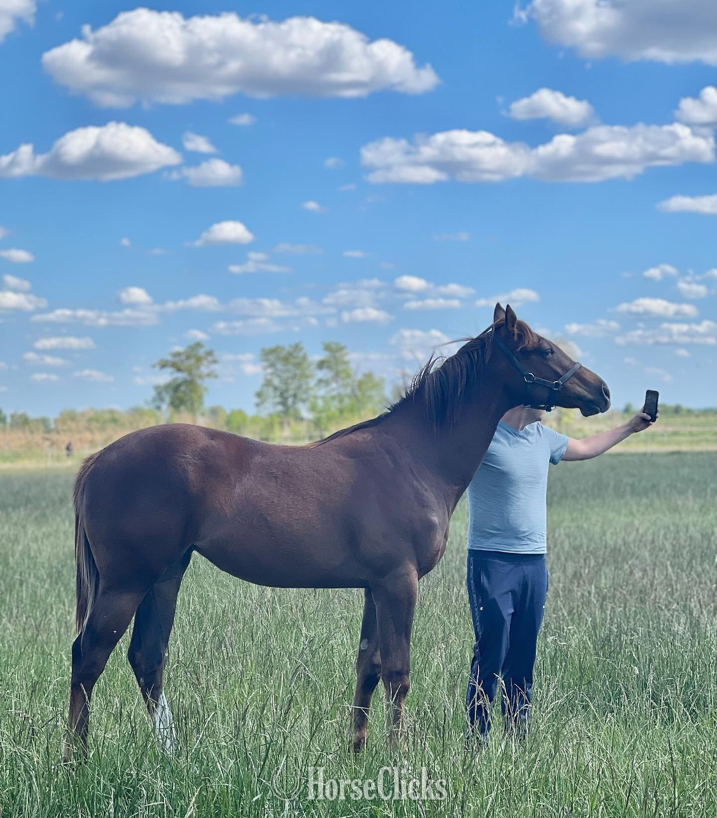 "Barry " Brown Stallion Thoroughbred - Thoroughbred
