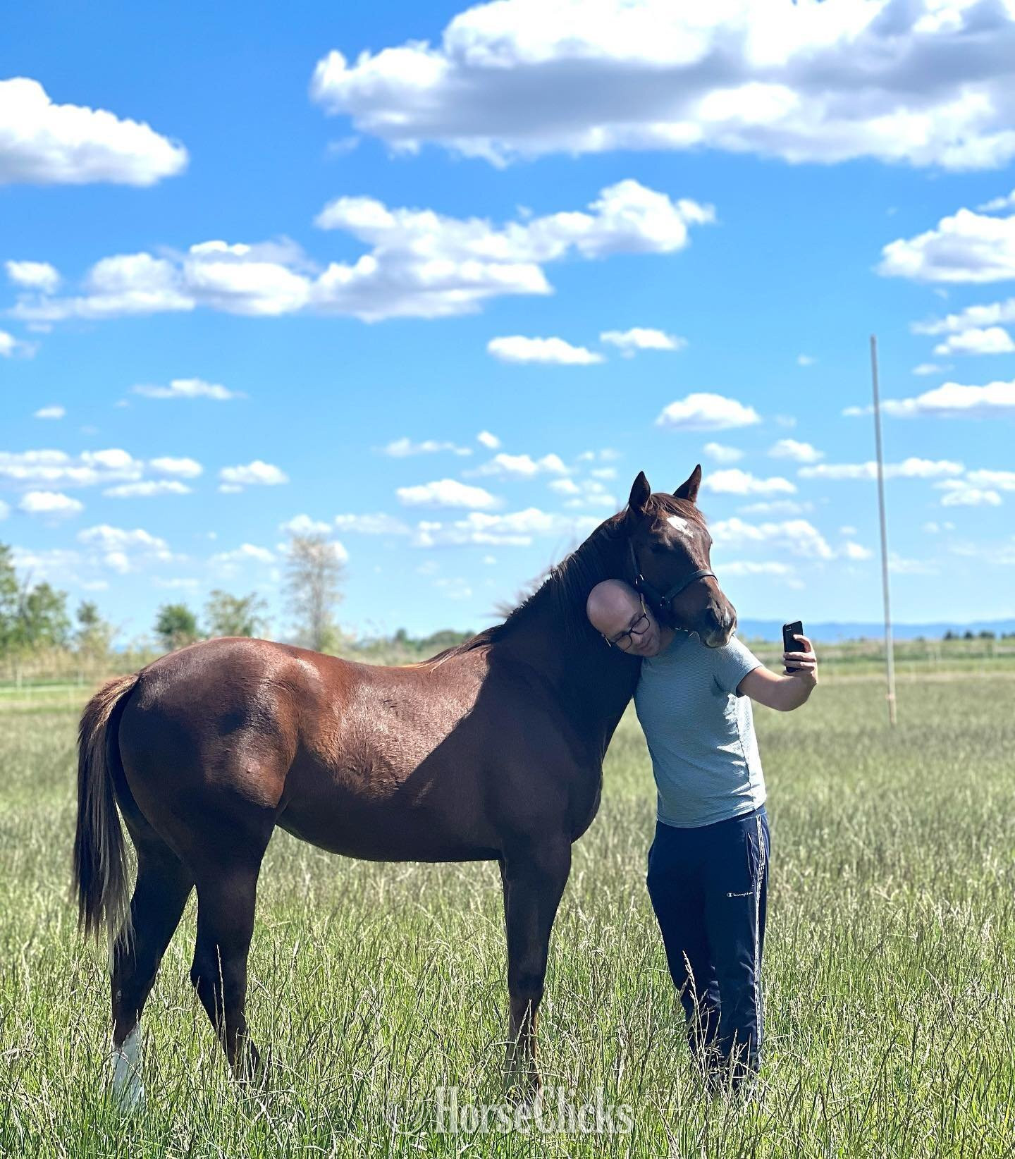 "Barry " Brown Stallion Thoroughbred Texas