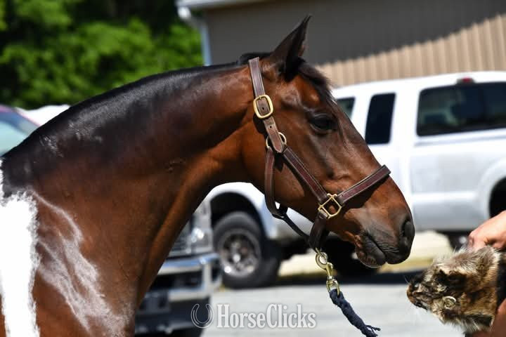 "Mario"  Gelding Pony in Colorado
