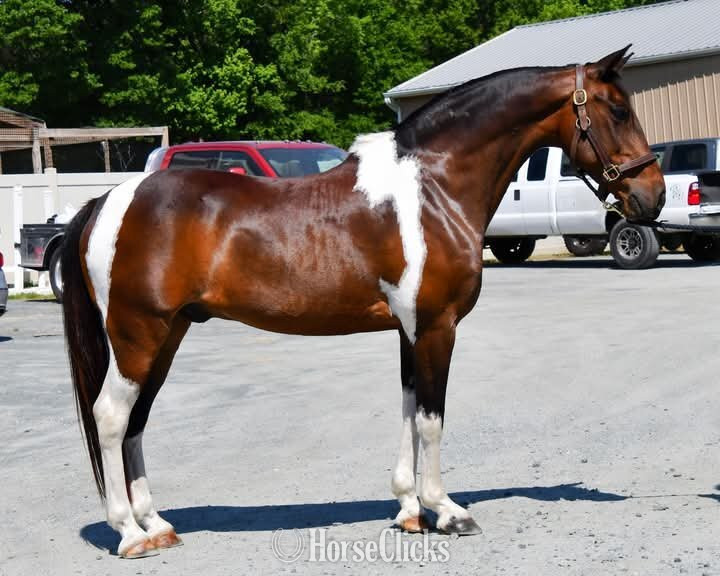 "Mario"  Gelding Pony