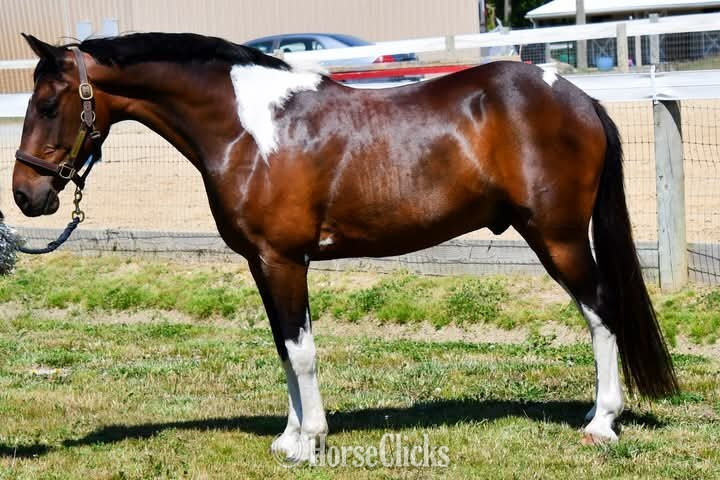 Colorado "Mario"  Gelding Pony