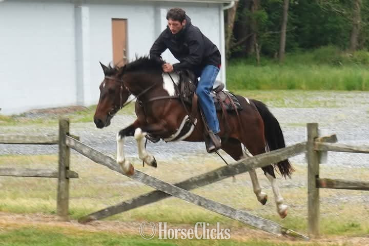 "Mario"  Gelding Pony - Pony in Colorado