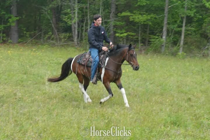 "Mario"  Gelding Pony - Pony