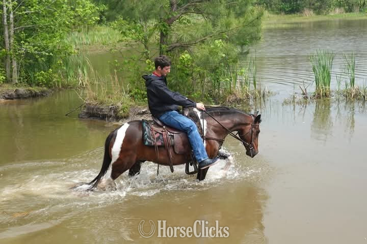 "Mario"  Gelding Pony Colorado