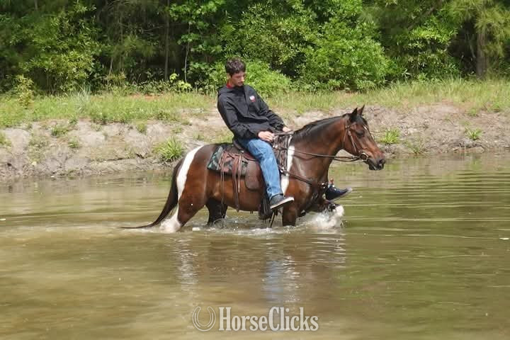 Pony - "Mario"  Gelding Pony