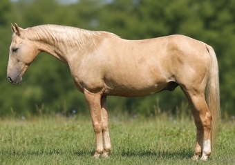 "Trigger" Palomino Gelding Quarter Horse