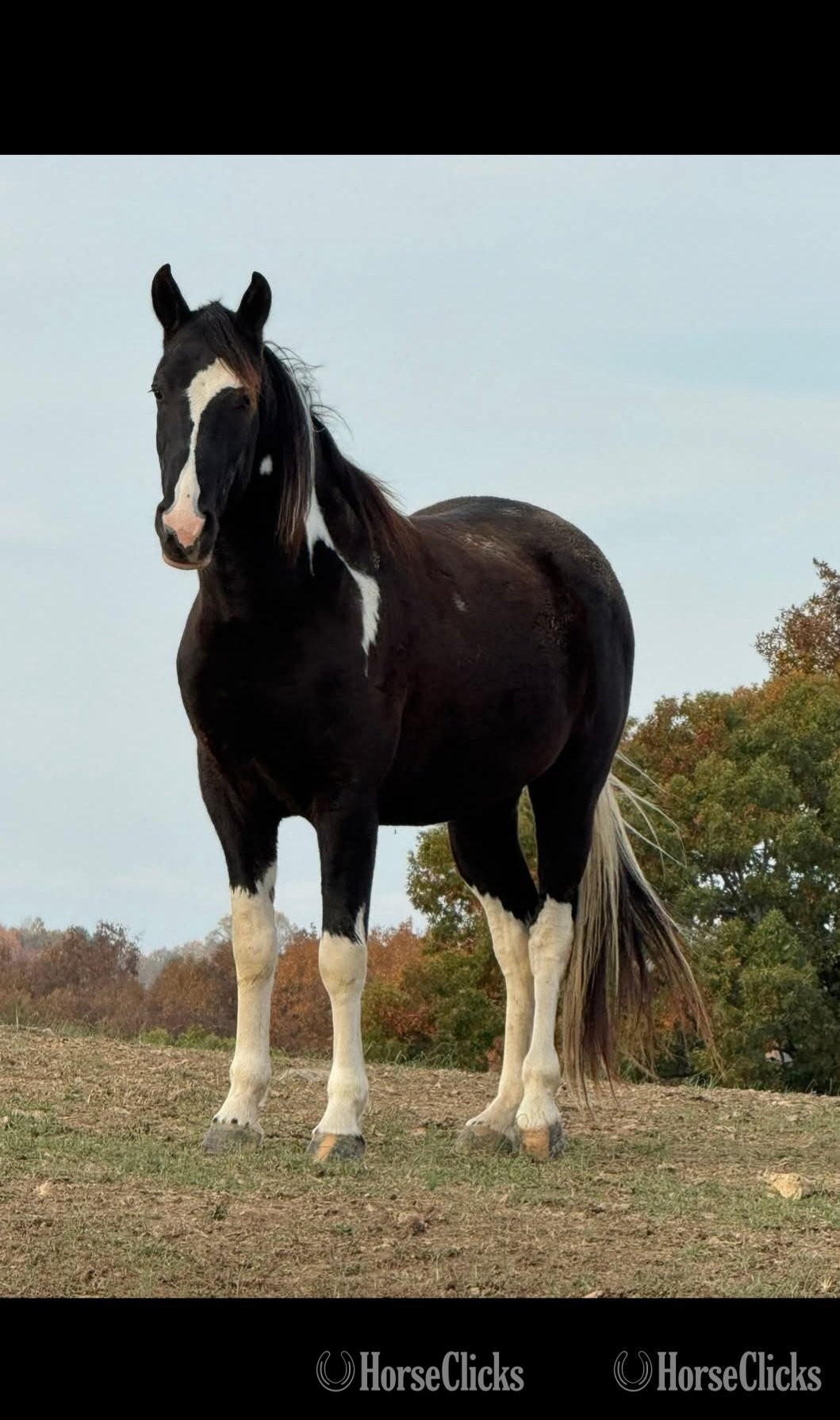  Tabiano 16hh Gelding for Lease