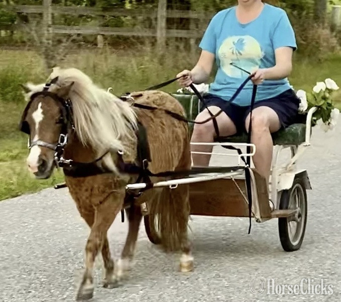 "Driving Training For Miniatures"  Gelding American Miniature in Florida