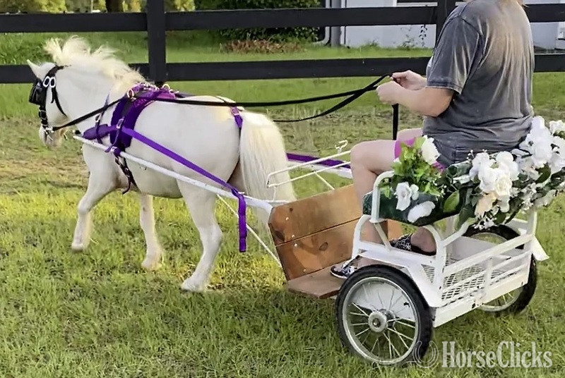 "Driving Training For Miniatures"  Gelding American Miniature