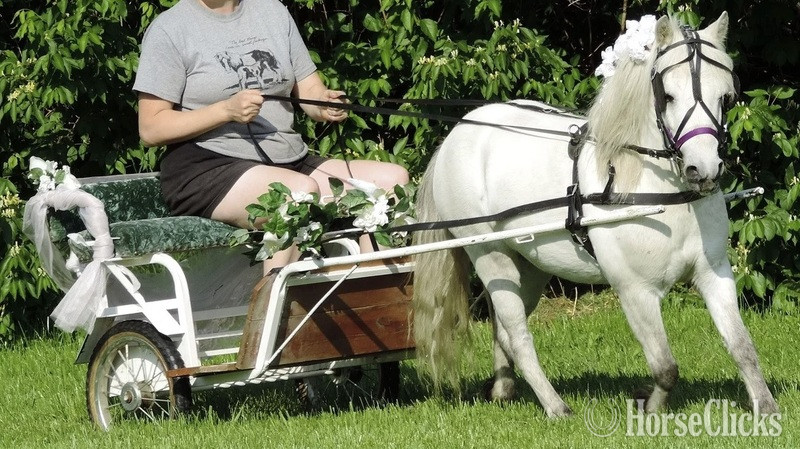 Florida "Driving Training For Miniatures"  Gelding American Miniature