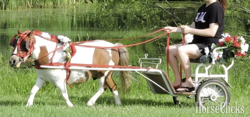 "Driving Training For Miniatures"  Gelding American Miniature - American Miniature in Florida
