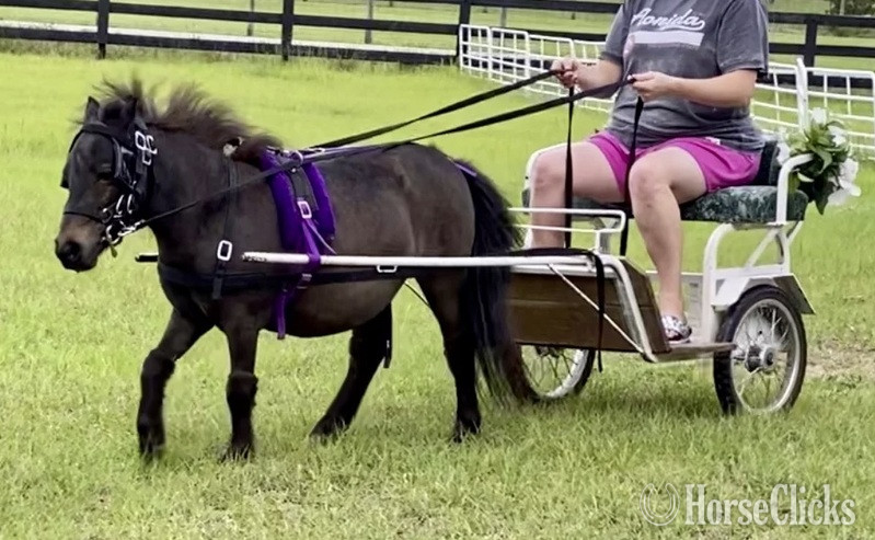 "Driving Training For Miniatures"  Gelding American Miniature - American Miniature