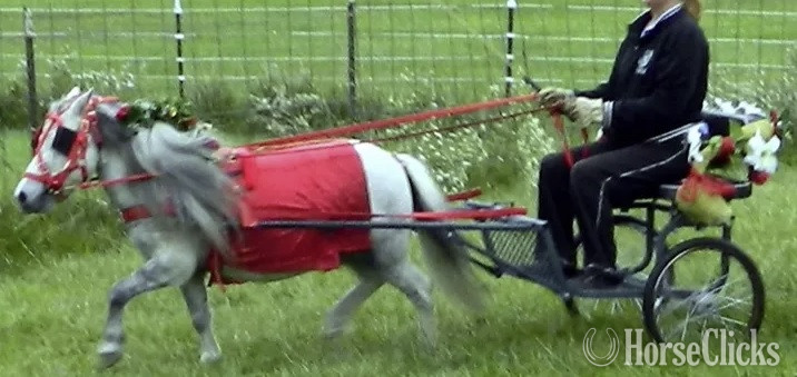 "Driving Training For Miniatures"  Gelding American Miniature Florida