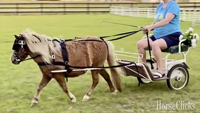 American Miniature - "Driving Training For Miniatures"  Gelding American Miniature in Florida
