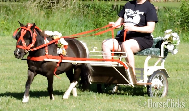 American Miniature - "Driving Training For Miniatures"  Gelding American Miniature