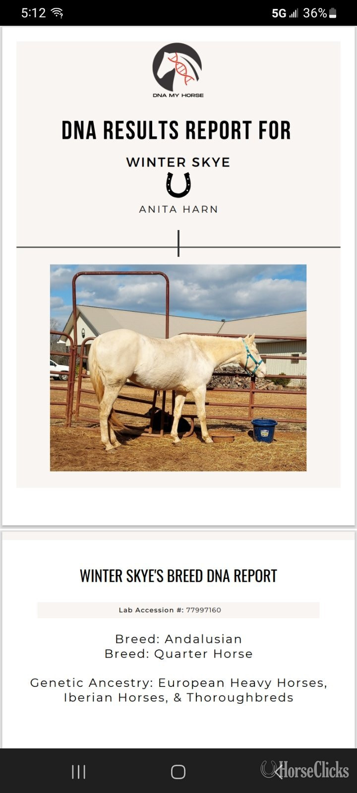 "Winter Skye" Cremello Mare Azteca in North Carolina