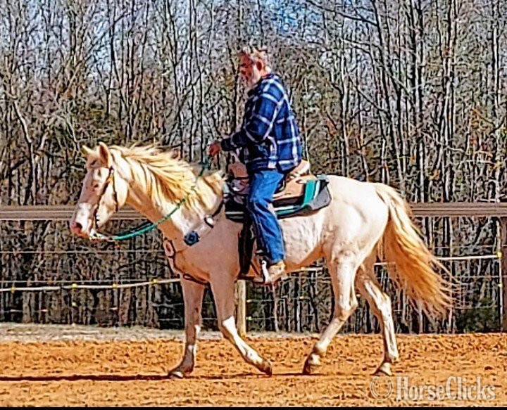 North Carolina "Winter Skye" Cremello Mare Azteca