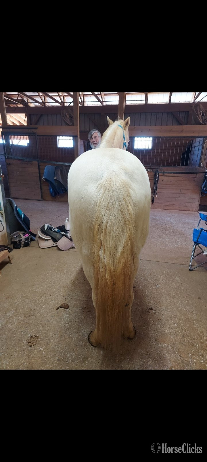 "Winter Skye" Cremello Mare Azteca - Azteca in North Carolina