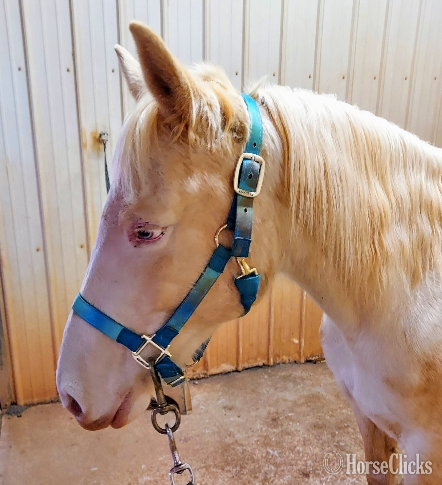 "Winter Skye" Cremello Mare Azteca North Carolina