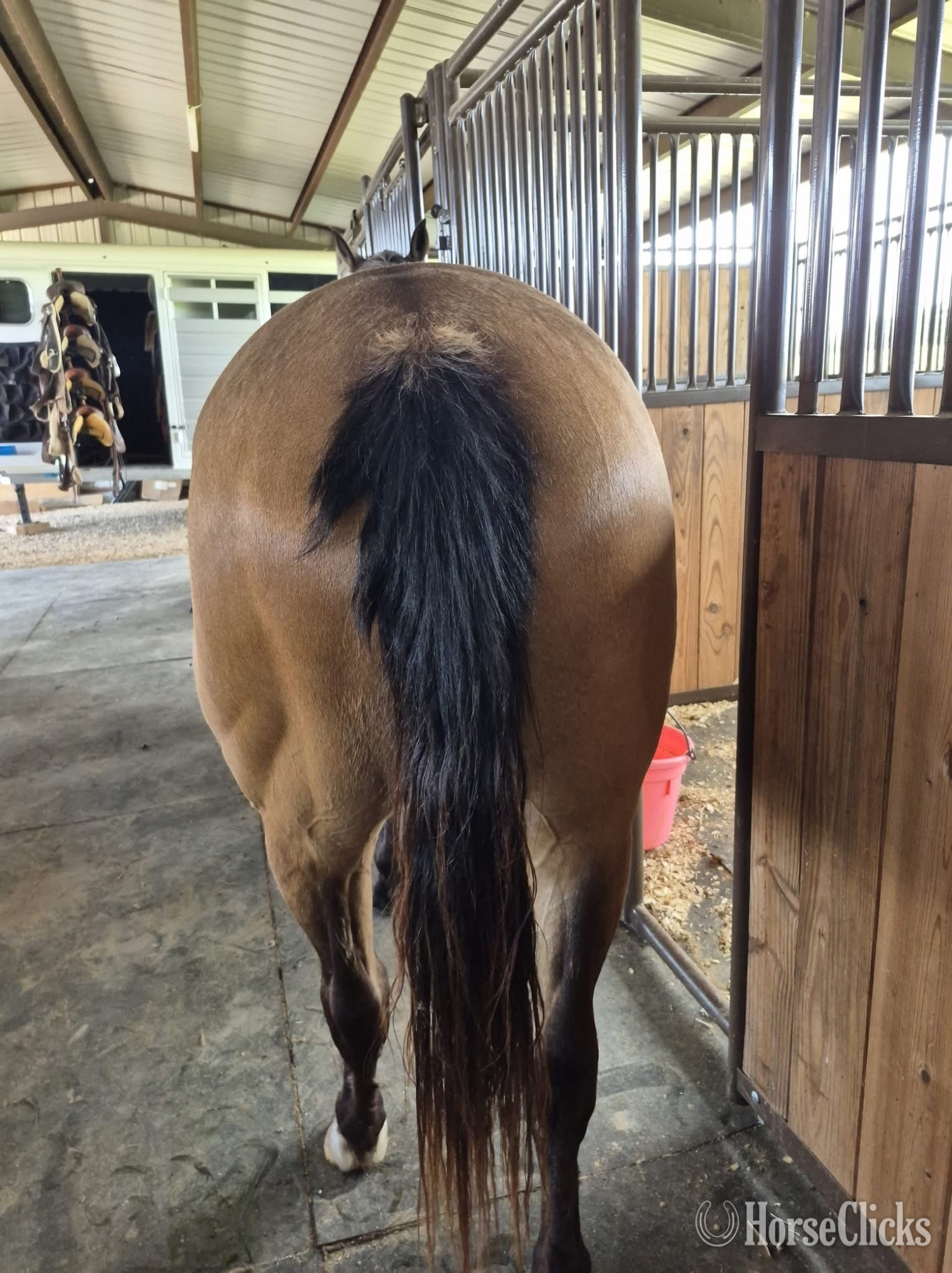 "Dorado Milagro" Buckskin Gelding Quarter Horse