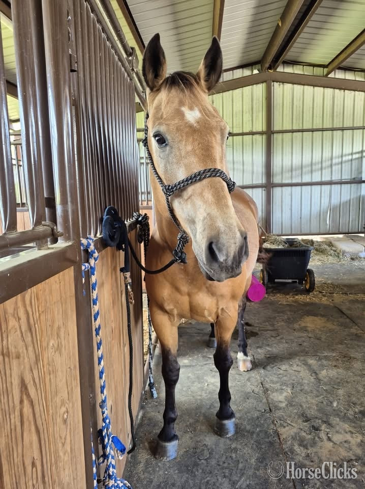 Texas "Dorado Milagro" Buckskin Gelding Quarter Horse