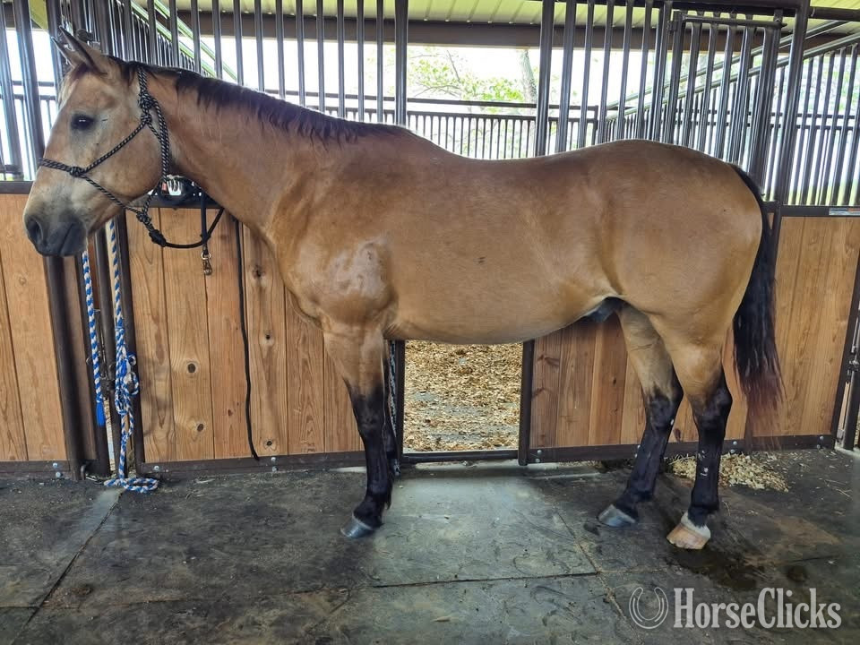 "Dorado Milagro" Buckskin Gelding Quarter Horse - Quarter Horse in Texas