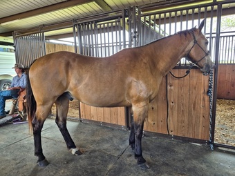 "Dorado Milagro" Buckskin Gelding Quarter Horse