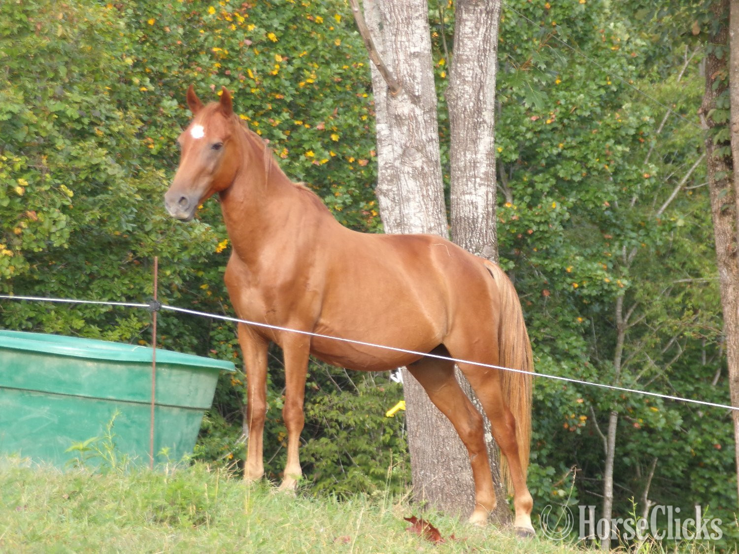 "Galloway" Sorrel Gelding Pony in Tennessee