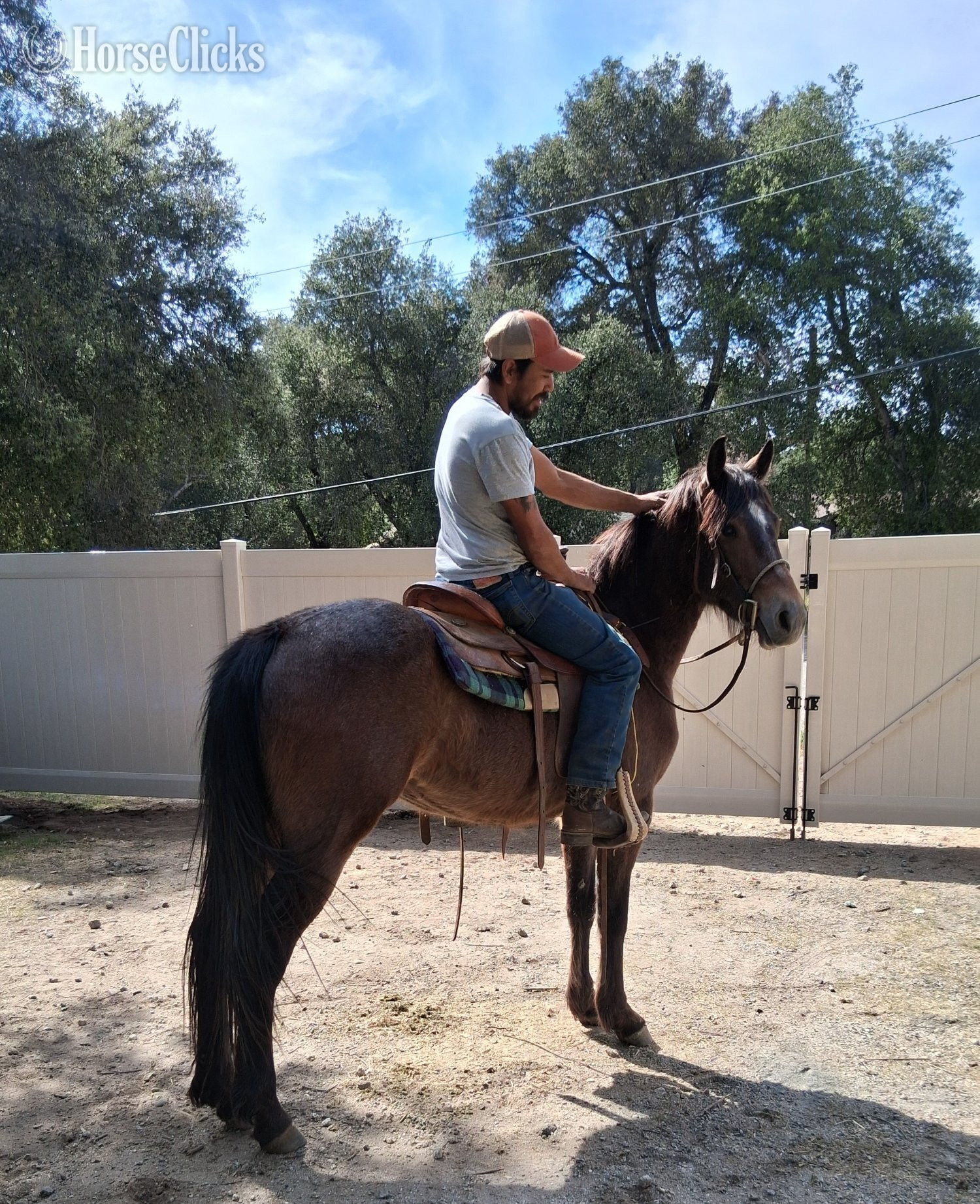"MonaBella" Bay Roan Mare Azteca in California