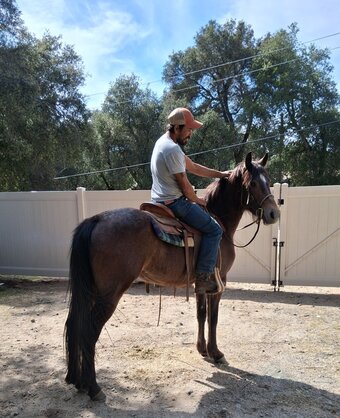 "MonaBella" Bay Roan Mare Azteca