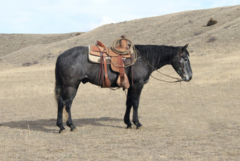 "Buster " Grey Gelding Quarter Horse