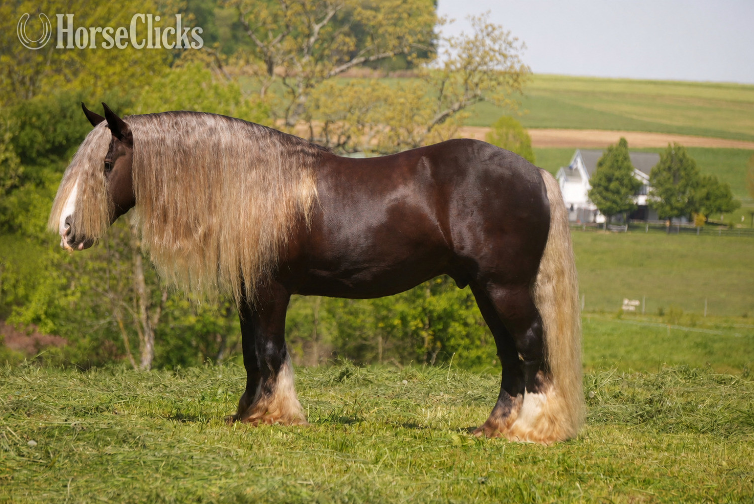 "Sterling" Silver Dapple Gelding Gypsy Vanner in Ohio