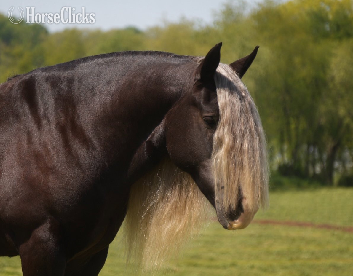 "Sterling" Silver Dapple Gelding Gypsy Vanner