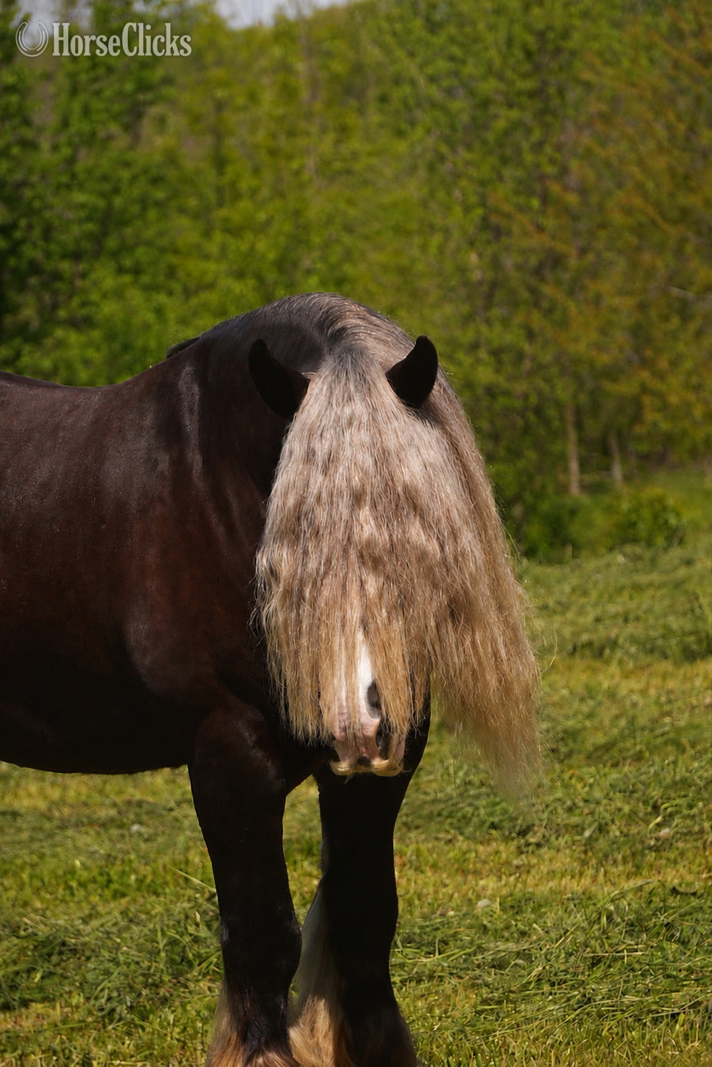 Ohio "Sterling" Silver Dapple Gelding Gypsy Vanner