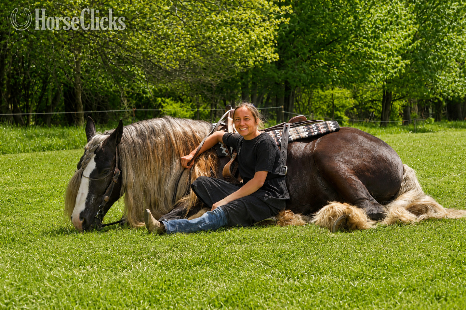 "Sterling" Silver Dapple Gelding Gypsy Vanner - Gypsy Vanner in Ohio