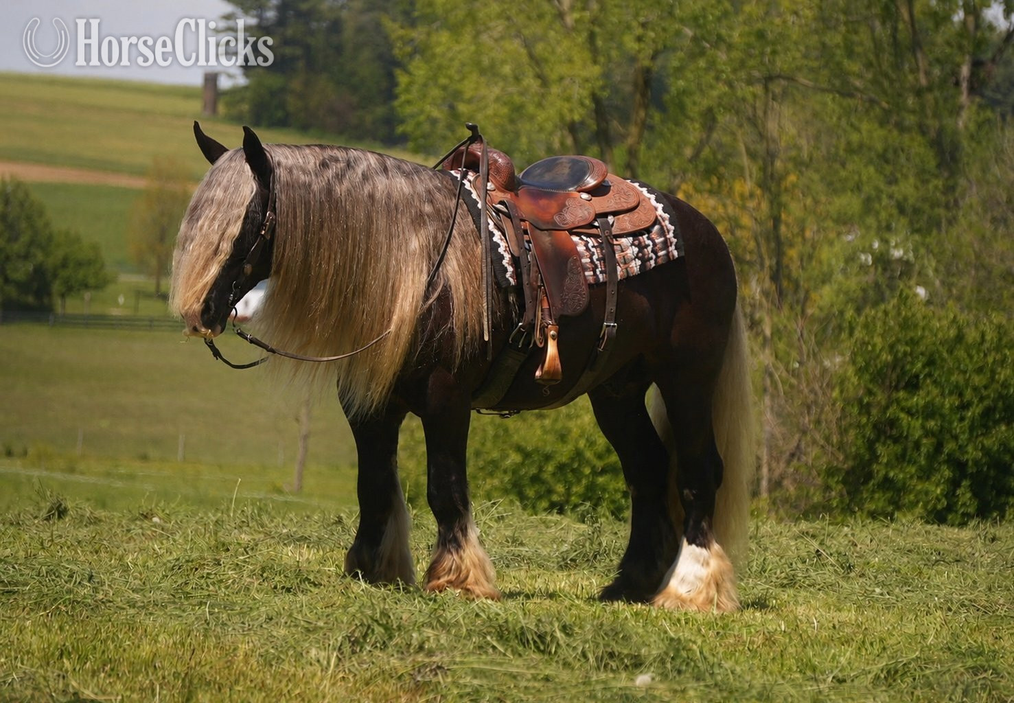 "Sterling" Silver Dapple Gelding Gypsy Vanner - Gypsy Vanner
