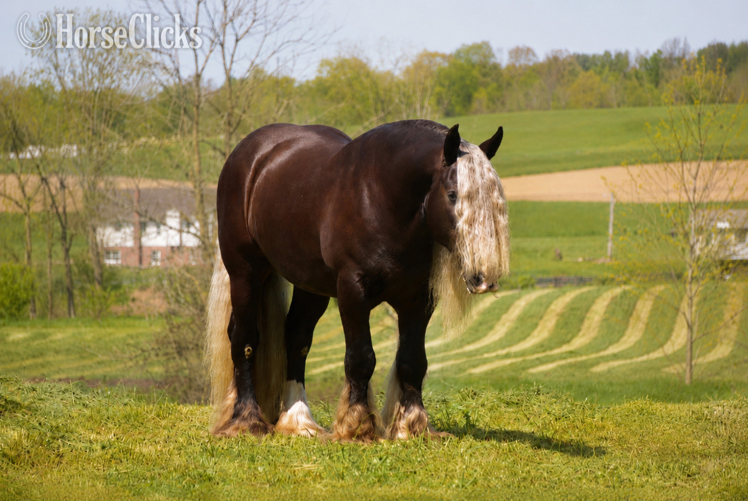"Sterling" Silver Dapple Gelding Gypsy Vanner Ohio
