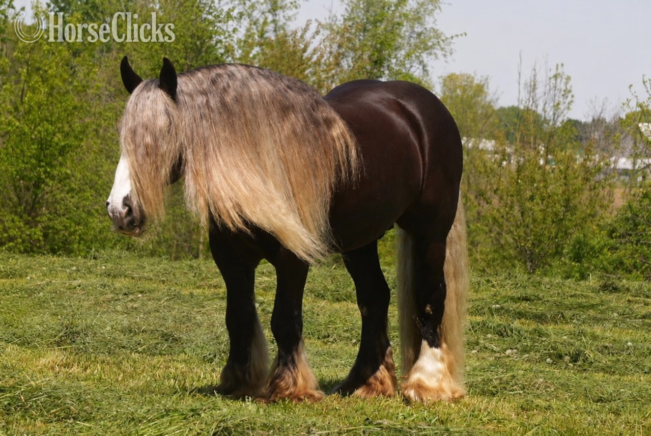 Gypsy Vanner - "Sterling" Silver Dapple Gelding Gypsy Vanner in Ohio