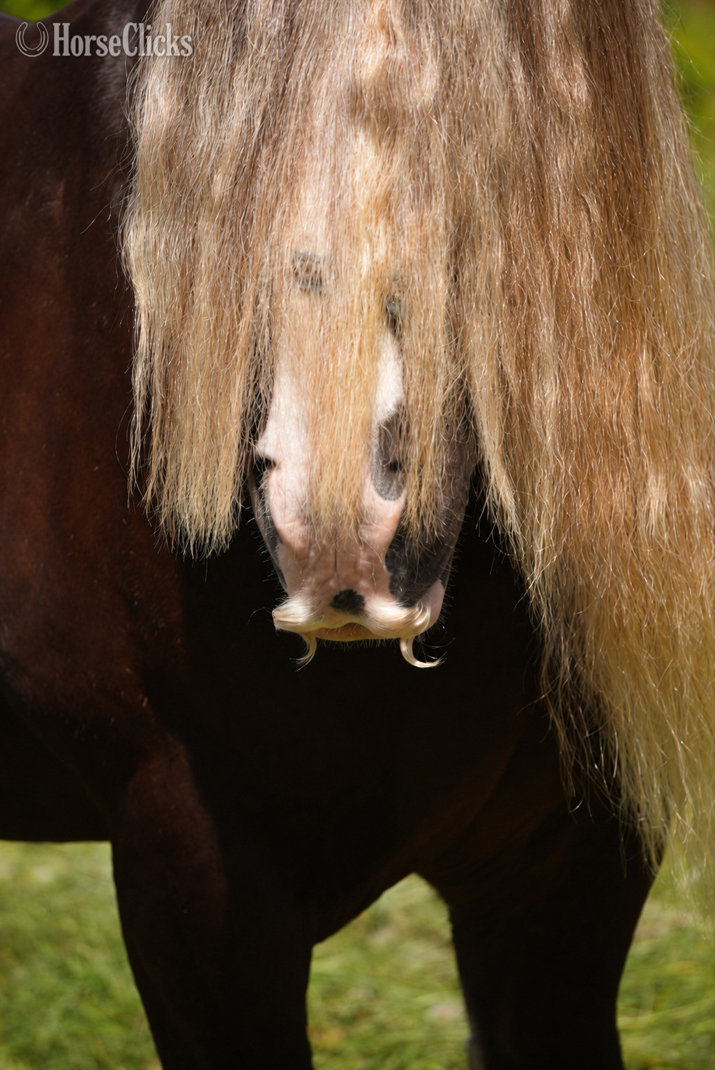 Gypsy Vanner - "Sterling" Silver Dapple Gelding Gypsy Vanner