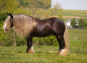 "Sterling" Silver Dapple Gelding Gypsy Vanner