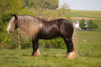 "Sterling" Silver Dapple Gelding Gypsy Vanner