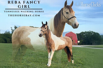 "Reba" Buckskin Mare Tennessee Walker