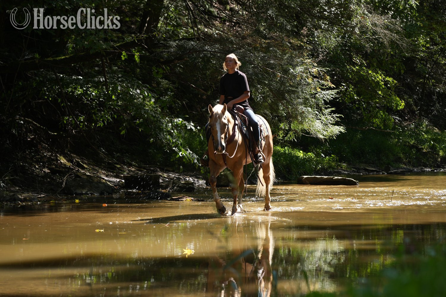"Gold Rush" Palomino Gelding Quarter Horse