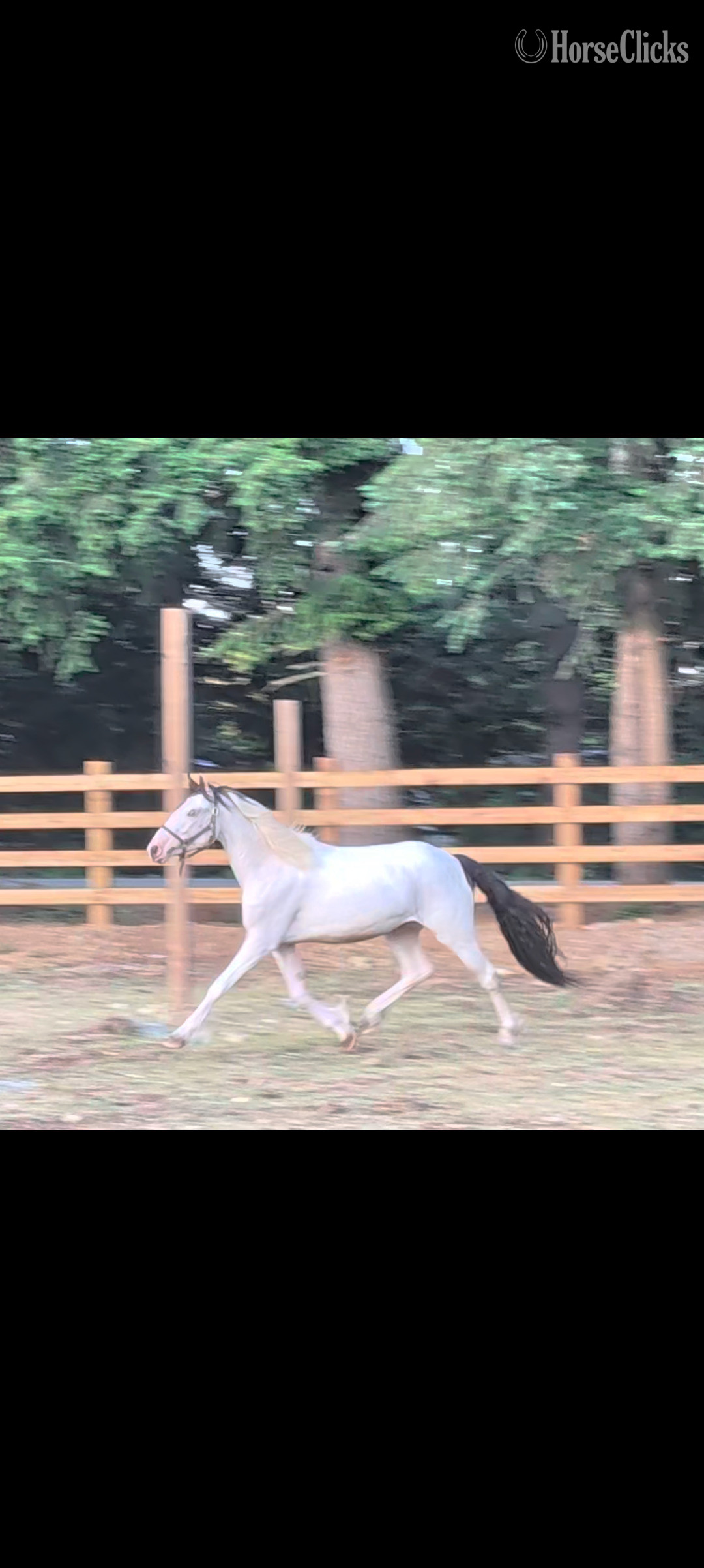 "Rosie" White Filly Gypsy Vanner