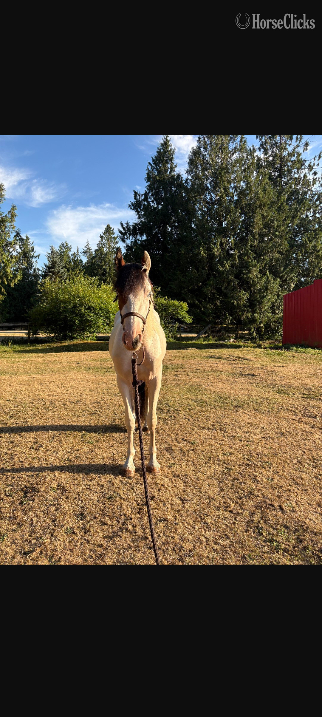 British Columbia "Rosie" White Filly Gypsy Vanner