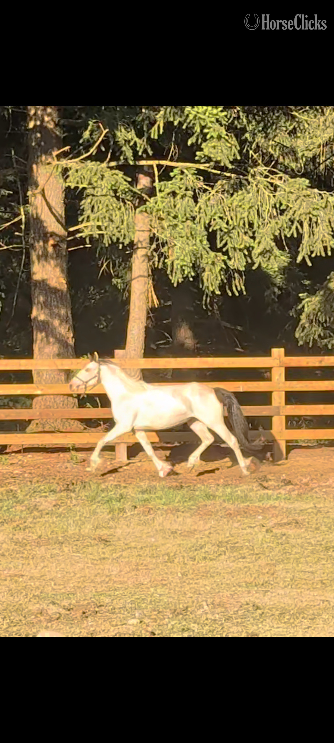 "Rosie" White Filly Gypsy Vanner - Gypsy Vanner