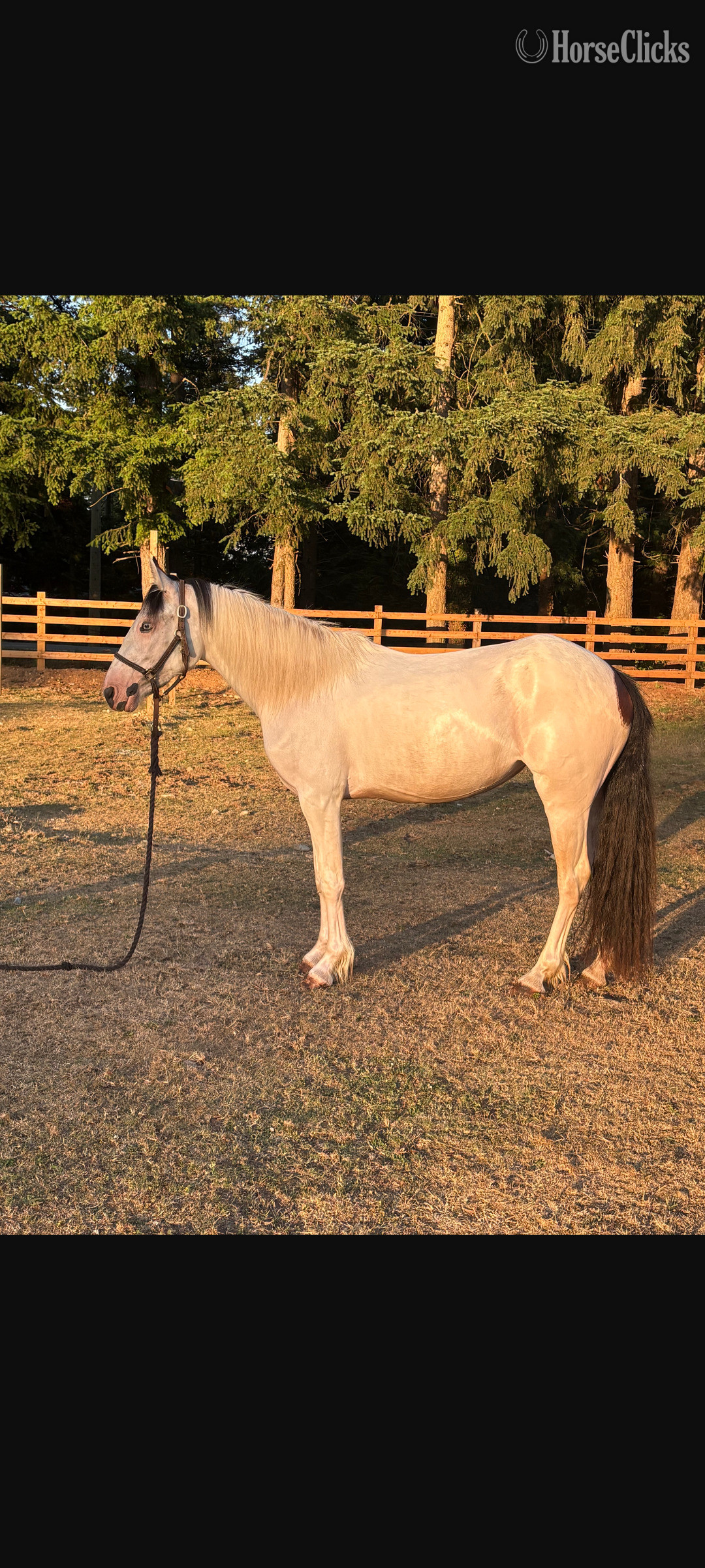 "Rosie" White Filly Gypsy Vanner British Columbia