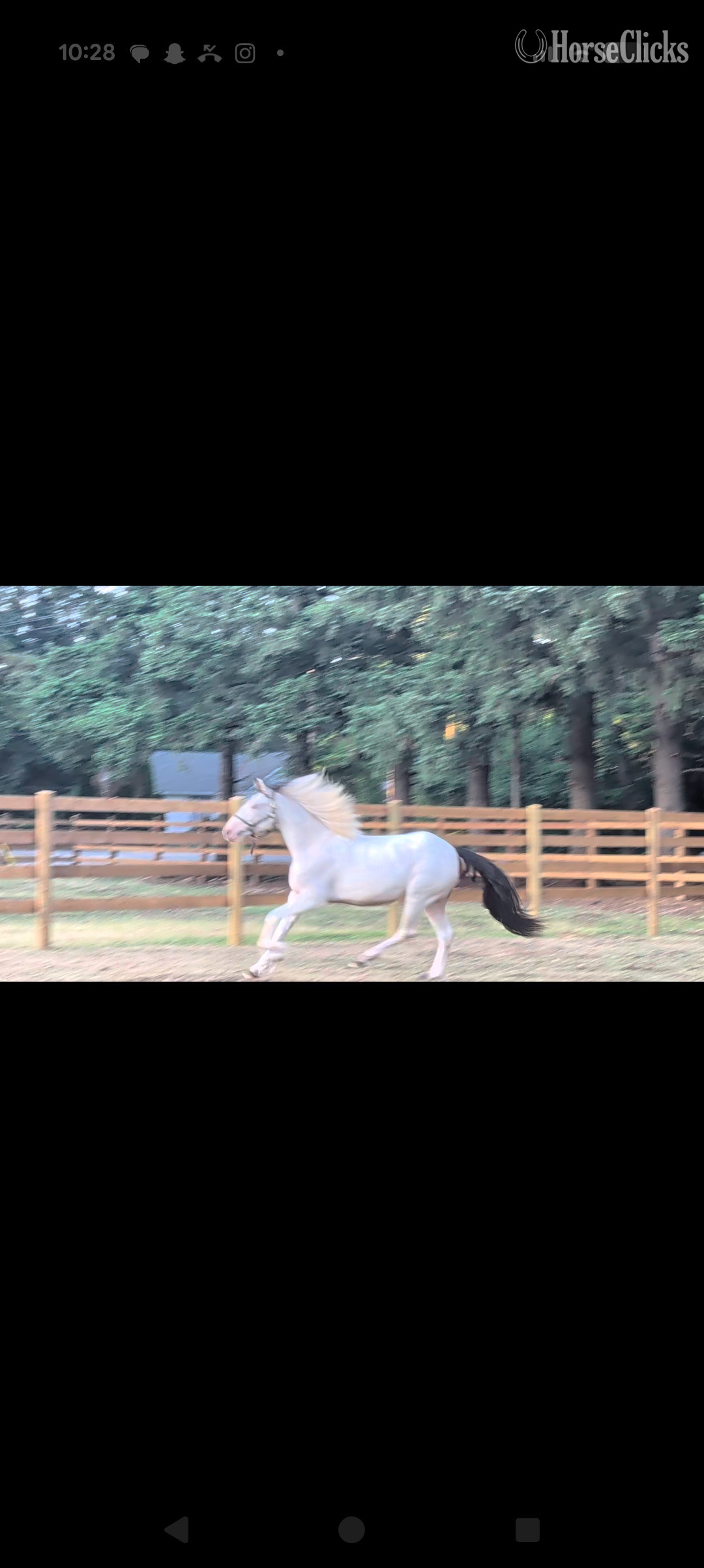 Gypsy Vanner - "Rosie" White Filly Gypsy Vanner in British Columbia